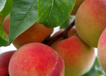 Buah Persik Mendukung Fungsi Otak, Konsumsi Secara Rutin, Cek Manfaat di Sini