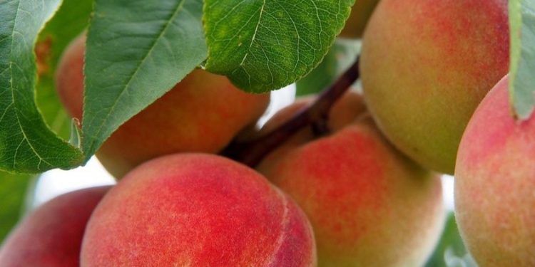 Buah Persik Mendukung Fungsi Otak, Konsumsi Secara Rutin, Cek Manfaat di Sini