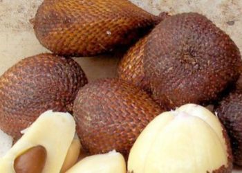 Buah Salak untuk Ibu Hamil, Punya Manfaat Dapat Mengatasi Sembelit, Cek di Sini