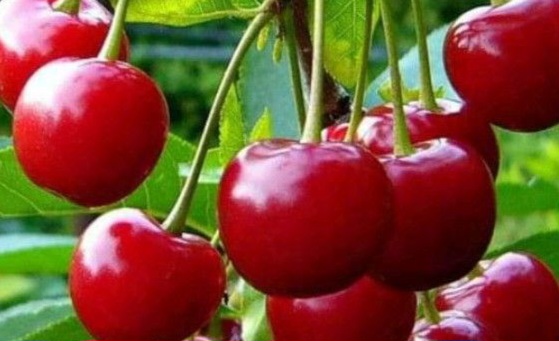 Cek Efek Samping dari Buah Ceri Ini! Hati-hati Konsumsi Berlebihan, Bisa Sebabkan Kembung