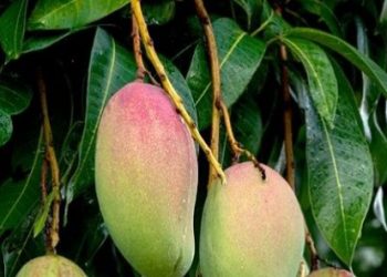 Cek Cara Membuat Olahan Daun Mangga Herbal di Sini! Cukup Konsumsi Rutin