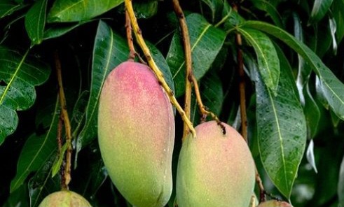 Cek Cara Membuat Olahan Daun Mangga Herbal di Sini! Cukup Konsumsi Rutin