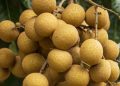 Cek Efek Samping Buah Kelengkeng di Sini, Bisa Sebabkan Meningkatkan Kadar Gula