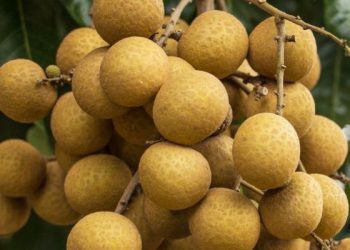 Cek Efek Samping Buah Kelengkeng di Sini, Bisa Sebabkan Meningkatkan Kadar Gula