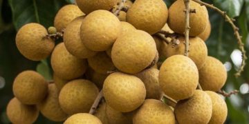 Cek Efek Samping Buah Kelengkeng di Sini, Bisa Sebabkan Meningkatkan Kadar Gula