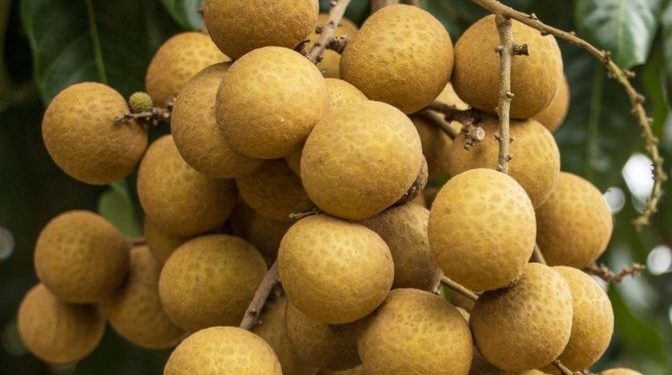 Cek Efek Samping Buah Kelengkeng di Sini, Bisa Sebabkan Meningkatkan Kadar Gula