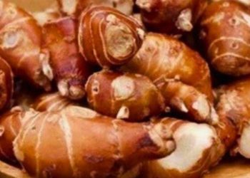 Kencur Punya Manfaat untuk Kecantikan, Dapat Mencerahkan Kulit! Cek di Sini