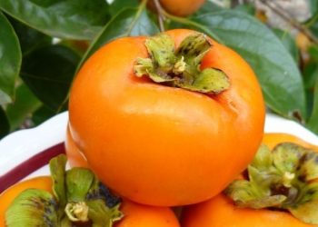 Ampuh Mengatasi Kerusakan Sel Kulit! Ini Manfaat Lain Buah Kesemek untuk Perawatan Kulit