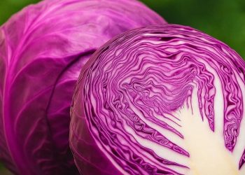 Manfaat Lain Kubis Merah untuk Kesehatan, Dapat Menjaga Keseimbangan Hormon