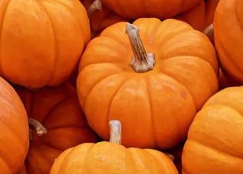 Ini Efek Samping dari Labu Kuning, Bisa Sebabkan Gangguan Pencernaan