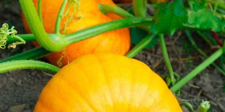 Manfaat Konsumsi Labu Kuning untuk Perawatan Kulit, Salah Satunya Dapat Mengatasi Kulit Kering