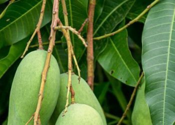 Manfaat Daun Mangga untuk Kesehatan, Cek di Sini! Dapat Mengatasi Kecemasan