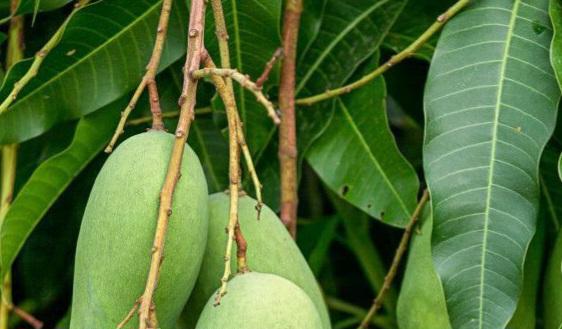 Manfaat Daun Mangga untuk Kesehatan, Cek di Sini! Dapat Mengatasi Kecemasan