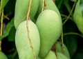 Konsumsi Rutin Buah Mangga Dapat Meredakan Sembelit, Cek di Sini Manfaat Lainnya