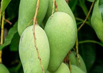 Konsumsi Rutin Buah Mangga Dapat Meredakan Sembelit, Cek di Sini Manfaat Lainnya