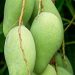 Konsumsi Rutin Buah Mangga Dapat Meredakan Sembelit, Cek di Sini Manfaat Lainnya