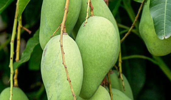 Konsumsi Rutin Buah Mangga Dapat Meredakan Sembelit, Cek di Sini Manfaat Lainnya