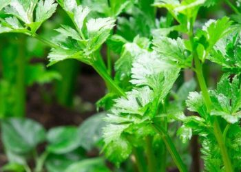 Cek Sekarang! Makanan yang Dapat Mengatasi Perut Kembung, Auto Makin Sehat