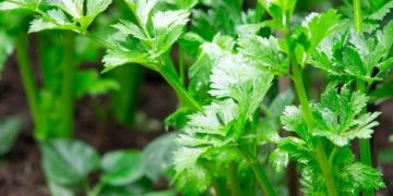 Cek Sekarang! Makanan yang Dapat Mengatasi Perut Kembung, Auto Makin Sehat