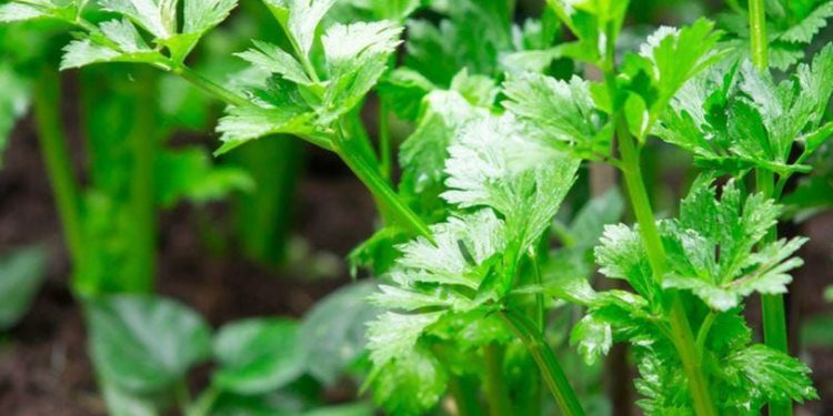 Cek Sekarang! Makanan yang Dapat Mengatasi Perut Kembung, Auto Makin Sehat