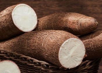 Singkong Dapat Dikonsumsi Ibu Hamil, Cek Manfaat Lengkapnya di Sini! Mampu Menjaga Kesehatan Mata