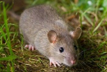 Ini Aroma yang Bikin Tikus Datang ke Rumah, Cek di Sini! Salah Satunya Bau Manisan