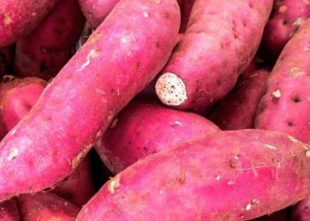 Cek di Sini! Efek Samping Ubi Ungu untuk Kesehatan, Bisa Sebabkan Gangguan Pencernaan