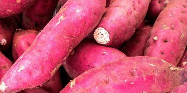 Cek di Sini! Efek Samping Ubi Ungu untuk Kesehatan, Bisa Sebabkan Gangguan Pencernaan