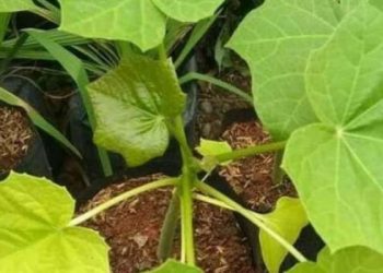 Mengenal Tanaman Beracun di Indonesia, Apa Saja? Cek Sekarang!