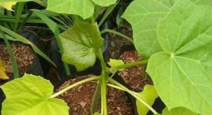 Mengenal Tanaman Beracun di Indonesia, Apa Saja? Cek Sekarang!