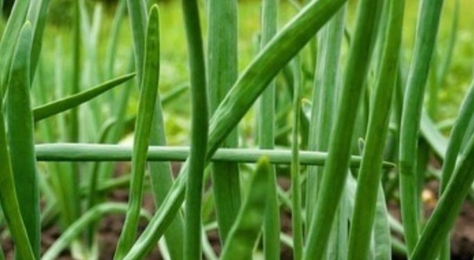 Cek Manfaat dari Daun Bawang Ini! Dapat Meremajakan Kulit Ibu Hamil