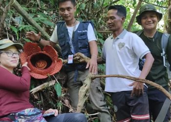 Cantiknya Pesona Rafflesia di Bengkulu Utara Menarik Wisatawan Mancanegara