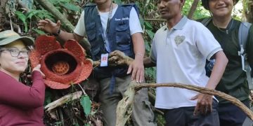 Cantiknya Pesona Rafflesia di Bengkulu Utara Menarik Wisatawan Mancanegara
