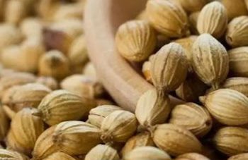 Cara Membuat Minuman Sehat untuk Mengatasi Pilek, Coba Olahan dari Kapulaga Ini