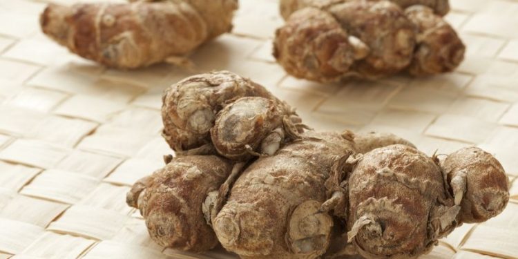 Ini Efek Samping Kencur yang Jarang Diketahui, Bisa Sebabkan Iritasi Tenggorokan, Hati-hati