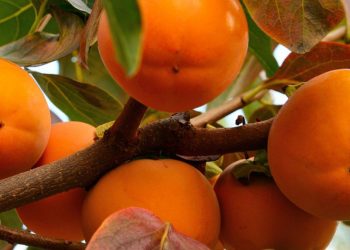 Manfaat Buah Kesemek untuk Bumil, Ampuh Mengurangi Peradangan, Cek di Sini!