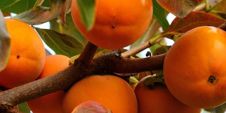 Manfaat Buah Kesemek untuk Bumil, Ampuh Mengurangi Peradangan, Cek di Sini!