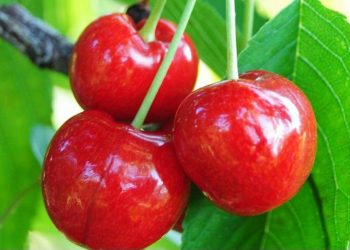 Buah Ceri Dipercaya Dapat Mengatasi Jerawat, Cek Manfaat Lainnya di Sini