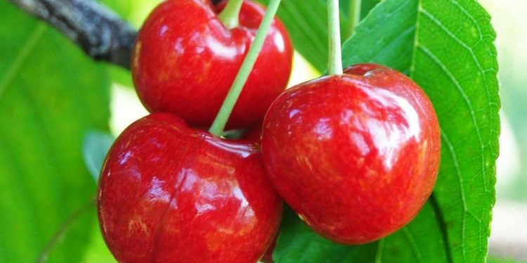 Buah Ceri Dipercaya Dapat Mengatasi Jerawat, Cek Manfaat Lainnya di Sini