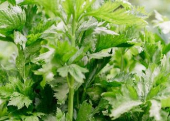 Cek di Sini! Manfaat Makan Seledri untuk Tubuh, Mampu Mengurangi Peradangan