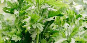 Cek di Sini! Manfaat Makan Seledri untuk Tubuh, Mampu Mengurangi Peradangan