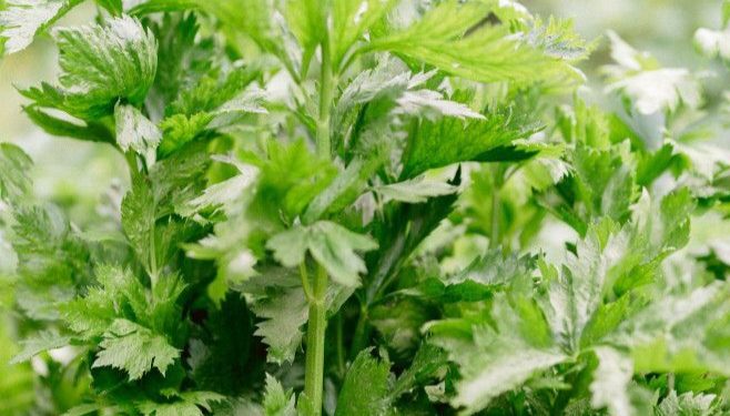 Cek di Sini! Manfaat Makan Seledri untuk Tubuh, Mampu Mengurangi Peradangan