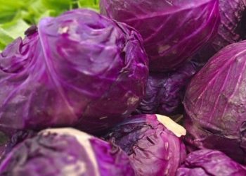 Baik untuk Ibu Hamil, Manfaat dari Konsumsi Kubis Merah Sehari-hari, Cek Sekarang