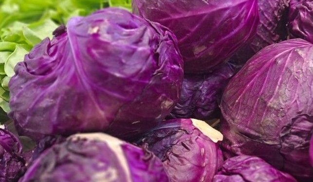 Baik untuk Ibu Hamil, Manfaat dari Konsumsi Kubis Merah Sehari-hari, Cek Sekarang