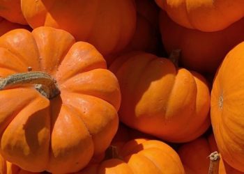 Cara Membuat Masakan Olahan Labu Kuning Enak, Cek Sekarang! Coba Bikin Sayur Beningq