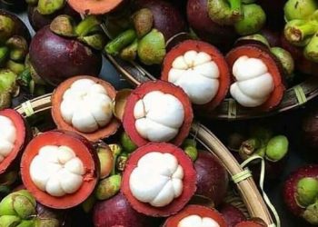 Ini Manfaat Makan Buah Manggis! Rutinkan Ampuh Menjaga Kesehatan Jantung