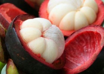 Manfaat Kulit Manggis yang Jarang Diketahui, Bisa Mengatasi Gejala Menstruasi