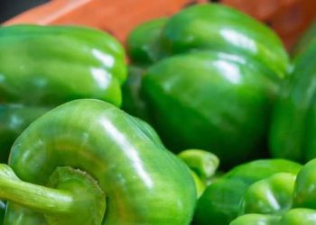 Cek Manfaat Paprika Hijau di Sini! Ampuh Mencegah Diabetes, Baik untuk Kesehatan