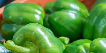 Cek Manfaat Paprika Hijau di Sini! Ampuh Mencegah Diabetes, Baik untuk Kesehatan