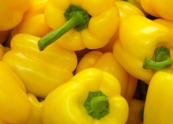 Cek Sekarang! Perlu Hati-hati Konsumsi Paprika Kuning, Bisa Sebabkan Gangguan Pencernaan
